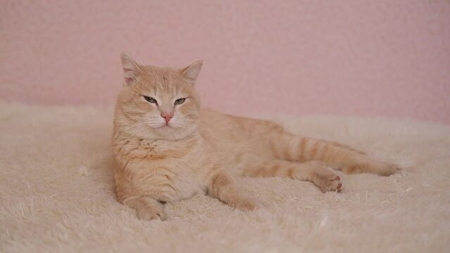 Close-up portrait of a cute ginger cat sleeping on a white bed.	
