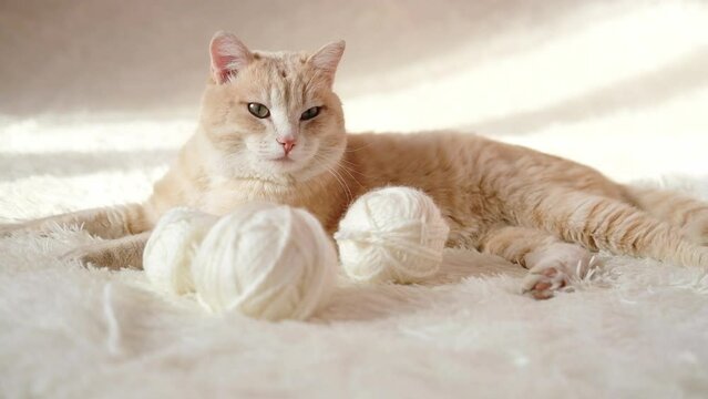 striped red cat sleeps with skeins of thread on white bed. Pet is tired of playing. Favorite pets concept.