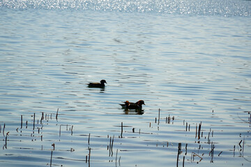 duck on the water