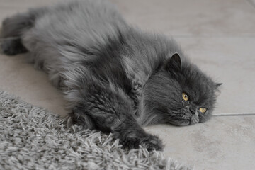 Persian cat with fur of gray color lying on the floor neer fluffy carpet. Pet relaxing at home - 761355820