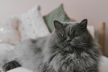 Persian cat with grey fur lying on a sofa in the living room. Portrait of a pet - 761355825