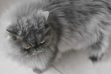 One persian cat with long fur of grey color standing on the floor - 761355855