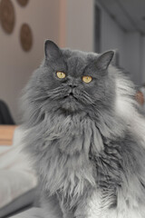 Big Persian cat with yellow eyes and long gray fur looking into the camera - 761355862