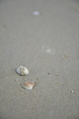 seashells on the beach