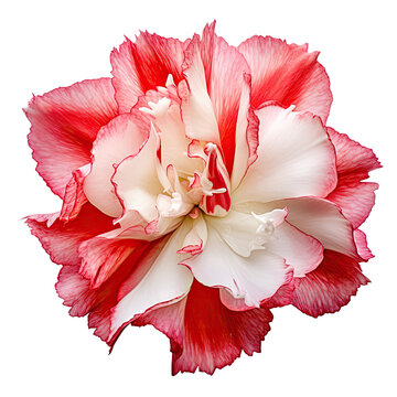 Pink carnation, flower design element, double pink tulip, isolated on a transparent background. PNG, cutout, or clipping path.