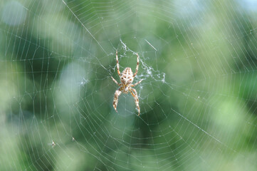Spider on a web on a green background.