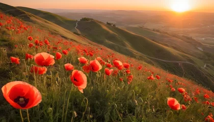 Foto auf Acrylglas Sun-kissed poppies blooming on a hillside, their red petals glowing under the warm rays of the setting sun. © Muhammad
