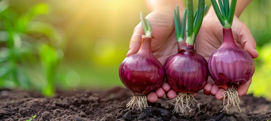 Hand holding red onion with blurred background selection of onions, copy space available - obrazy, fototapety, plakaty