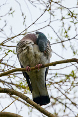 a wild pigeon standing on a tree branch. © czamfir