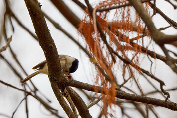 (Parus major) in winter looking for food through the trees.