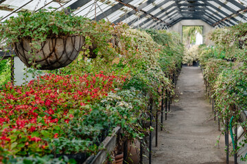 A greenhouse corridor overflows with cascading flowers from hanging baskets, leading to a vanishing...