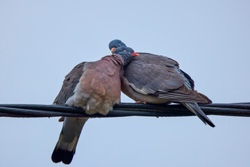 a pair of wild pigeons during mating season.