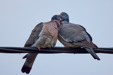 a pair of wild pigeons during mating season.