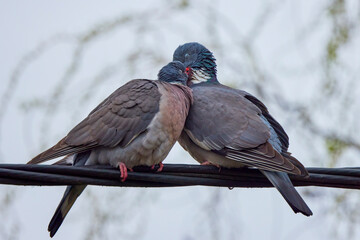 a pair of wild pigeons during mating season.