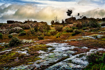 Granito, musgo y arbustos al amanecer