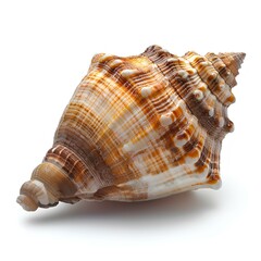Fototapeta premium Seashell isolated on white background with shadow. Sea shell isolated. Salt water shell on white background
