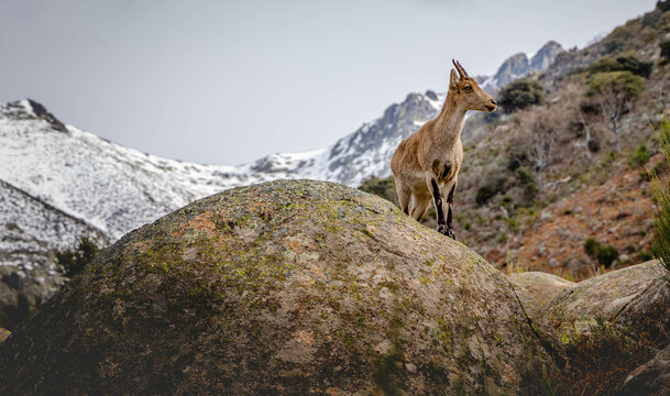 Cabra Montesa en Gredos
