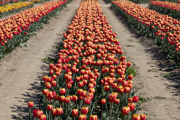 Tulip flowers row in red and yellow colors, field in spring sunlight - 761360607