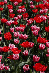 Tulip flowers in red and pink with white border colors texture background in spring sunlight - 761360643