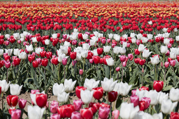 Tulip field with flowers in white, red, pink and yellow colors in spring sunlight - 761360689