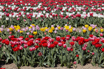 Tulip field with flowers in red, pink, white and yellow colors in spring sunlight - 761360699