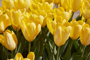 Tulip Yellow Purissima flowers in spring sunlight - 761360800
