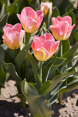 Tulip Tom Pouce flowers and field in spring sunlight - 761360826