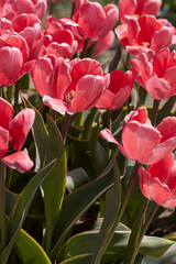 Tulip Design Impression pink flowers in spring sunlight - 761360831