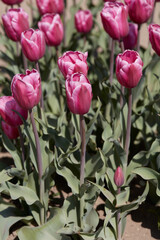 Tulip, purple flowers in spring sunlight - 761360882