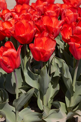 Tulip Lalibela, red flowers in spring sunlight - 761360897