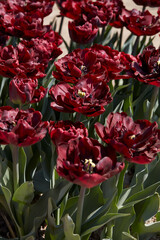 Tulip Palmyra, dark red flowers in spring sunlight