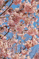 Cherry tree blossom, twigs with pink flowers texture background in a sunny spring day, blue sky - 761361018
