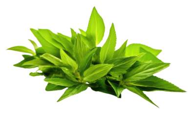 A bunch of green leaves are on a white background. The leaves are fresh and vibrant, giving the impression of a healthy and natural environment