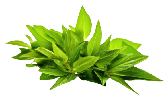 A bunch of green leaves are on a white background. The leaves are fresh and vibrant, giving the impression of a healthy and natural environment