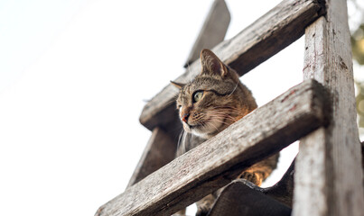 domestic cat of normal color sits on the roof next to the ladder on a white background