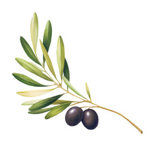 Olive branch sketch illustration. Isolated
