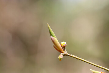 早春、クロモジの冬芽（花芽・葉芽、自然光＋ストロボ、マクロ接写撮影）