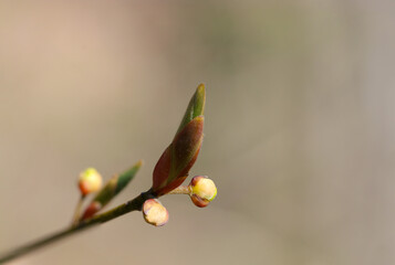 早春、クロモジの冬芽（花芽・葉芽、自然光＋ストロボ、マクロ接写撮影）