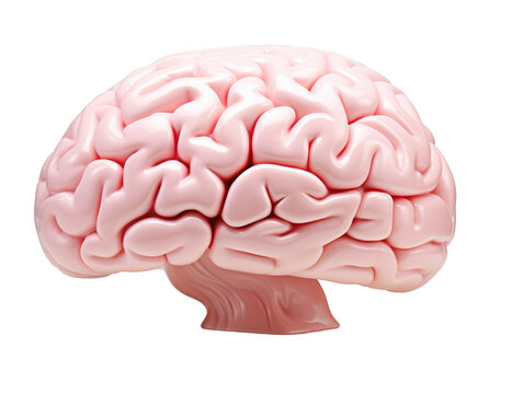A pink brain is shown on a white background. The brain is the main focus of the image, and it is a model or a drawing of a brain