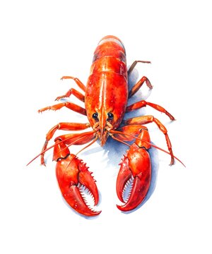Watercolor illustration of a lobster isolated on white background.