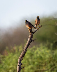 common myna or Indian myna or mynah or Acridotheres tristis bird pair perched on branch in natural scenic green background in winter season safari at forest of india asia - 761366277