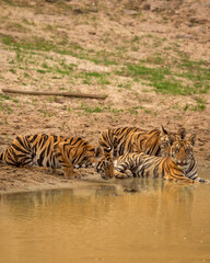 Indian wild three new born tiger or panthera tigris cubs together near natural water source in dry hot summer season safari at bandhavgarh national park forest reserve madhya pradesh india asia - 761366282