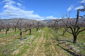 Orchard in early spring. Peach trees in the orchard. Flowers on the branches.