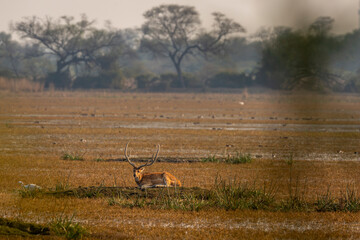 wild male Spotted deer or Chital or Cheetal or axis axis with big antlers resting in wetland of...