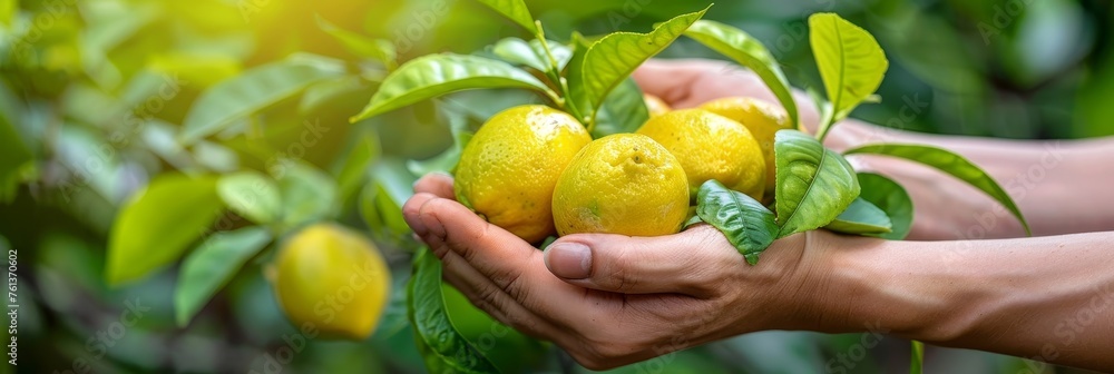 Poster Hand holding fresh lemon on blurred background with space for customizable text placement