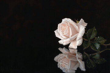 Fototapeta premium Rose with water drops on a black reflective surface. Rose closeup with space for text