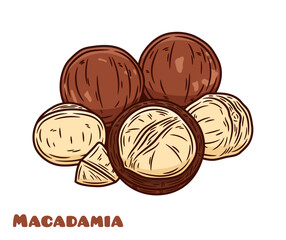 Vector macadamia colorful illustration