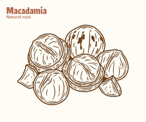 Vector macadamia illustration