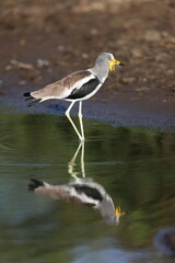 The white-crowned lapwing, white-headed lapwing, white-headed plover or white-crowned plover (Vanellus albiceps) is a medium-sized wader. It is resident throughout tropical Africa.