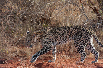 Leopard big cats in the wildernes of the Masai Mara © Herbert
